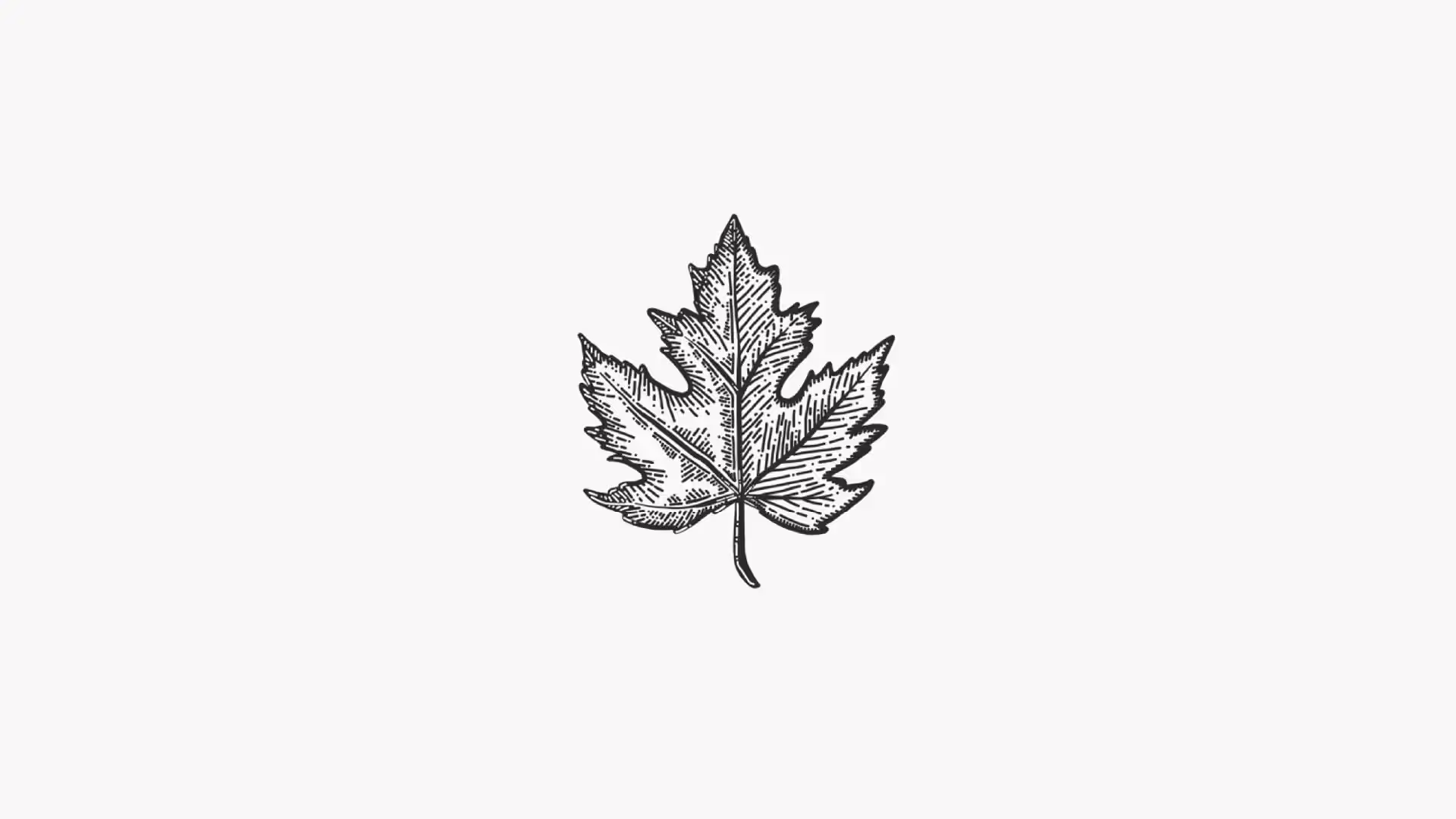 etching style sketch of a maple leaf.