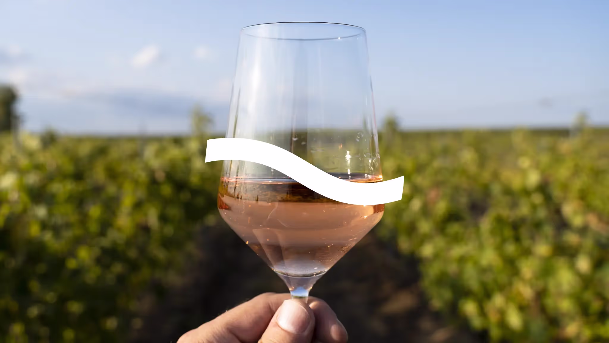 In the background there are many rows of grape vines under a blue cloudless sky, with someone holding a wineglass in the foreground.